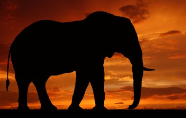 Silhouette elephant clipart