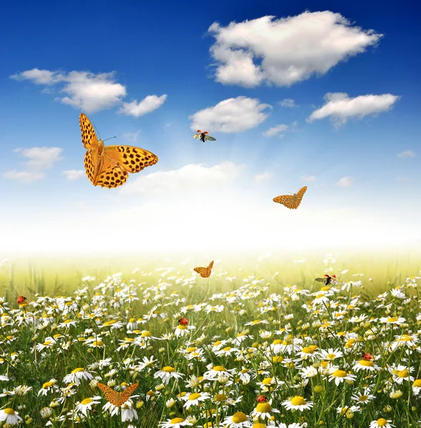 stock image Field of daisies