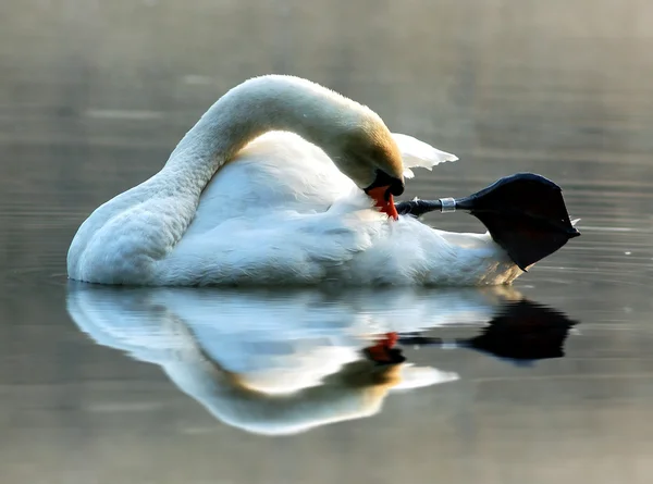 Hermoso cisne —  Fotos de Stock