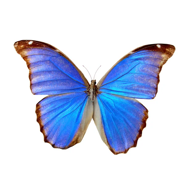 파란 나비 — 스톡 사진