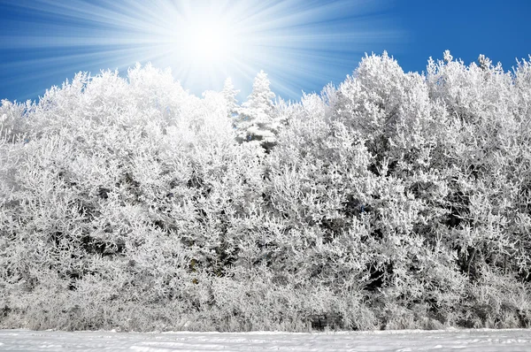 Eingefrorener Baum — Stockfoto