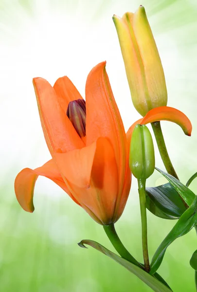 Oranžové lilie — Stock fotografie