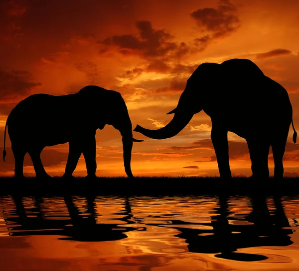 Silhouette elefánt — Stock Fotó