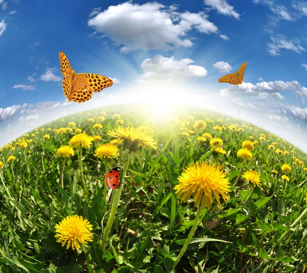 Dandelions with butterflies — Stock Photo, Image