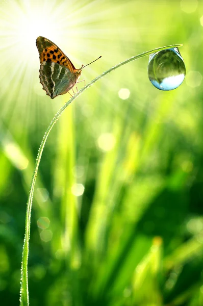 露と蝶 — ストック写真