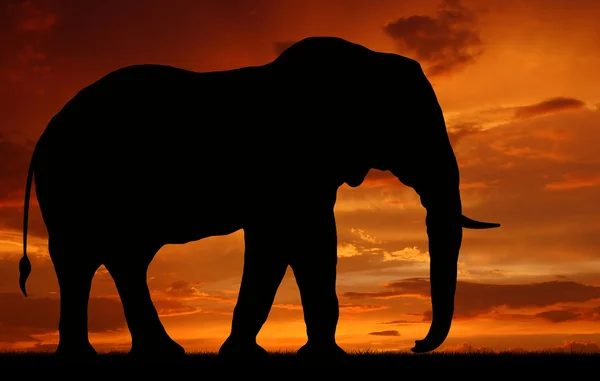 Silhouet olifant — Stockfoto