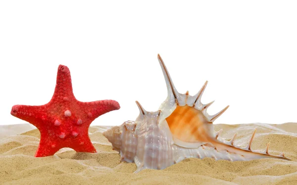 Conchas con estrellas de mar — Foto de Stock