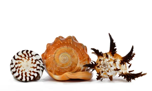 Conchiglie marine tropicali — Foto Stock