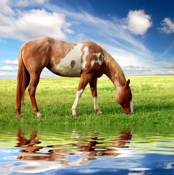 Paard in het weiland — Stockfoto