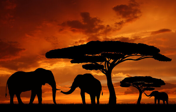 Silhouette elephants