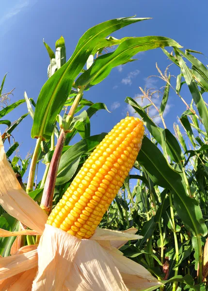 Jagung Stok Foto, Jagung Gambar Bebas Royalti | Depositphotos