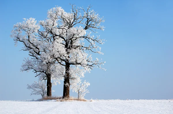 Frozen tree Stock Picture