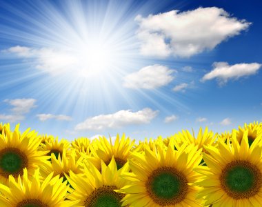 Sunflower field clipart