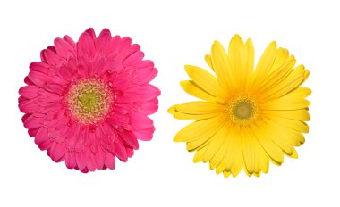 izole renkli gerbera