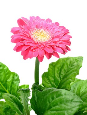 Gerbera isolated clipart