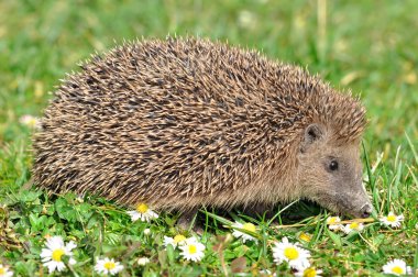 Hedgehog clipart