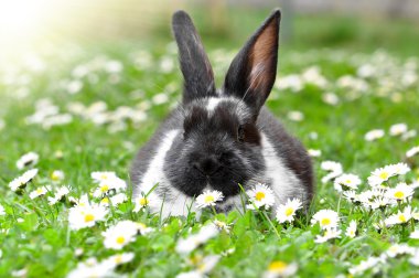 sevimli tavşan