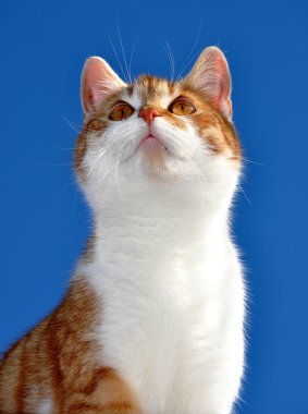 Genç kedi