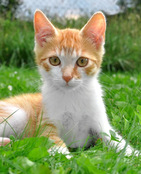 Gato joven — Foto de Stock