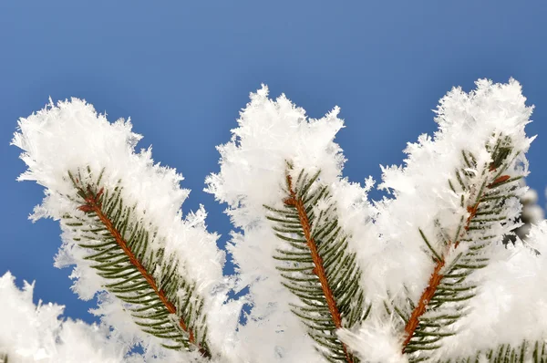 Árbol de invierno —  Fotos de Stock