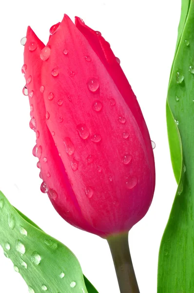 Zroszone tulipan — Zdjęcie stockowe