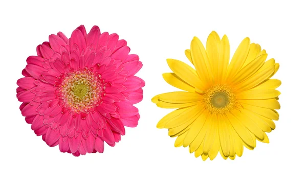 Colored gerbera isolated — Stock Photo, Image