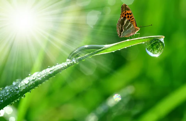 Dauw en vlinder — Stockfoto