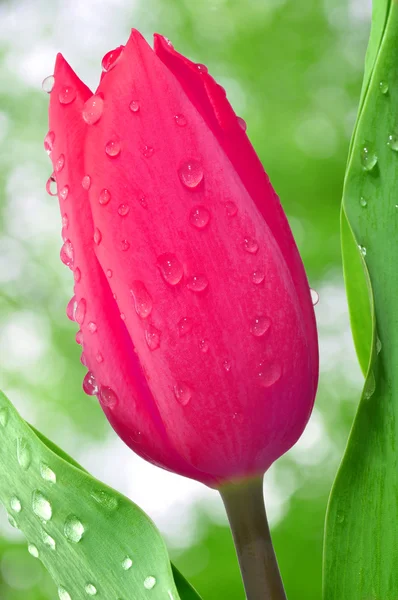 Tulipe rosée — Photo