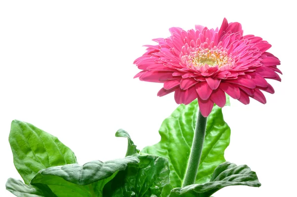 Gerbera, samostatný — Stock fotografie