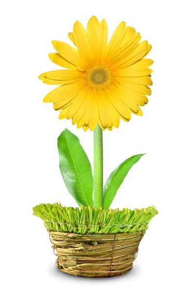 Yellow Gerbera in a decorative pot — Stock Photo, Image