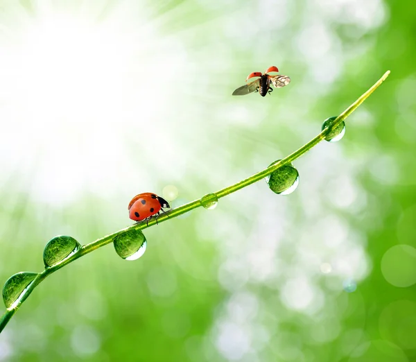 Dagg och ladybird — Stockfoto