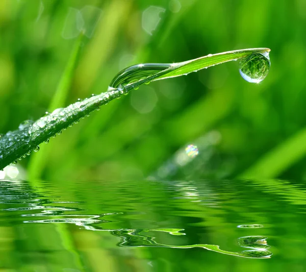 stock image Dew drops close up