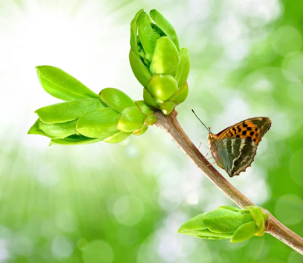 Ramo de primavera com borboleta — Fotografia de Stock