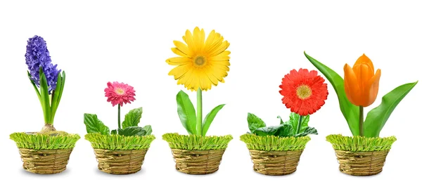 Tavaszi virágok egy dekoratív bankot — Stock Fotó