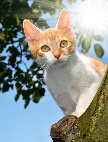 Young cat — Stock Photo, Image