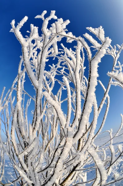 Árbol congelado —  Fotos de Stock
