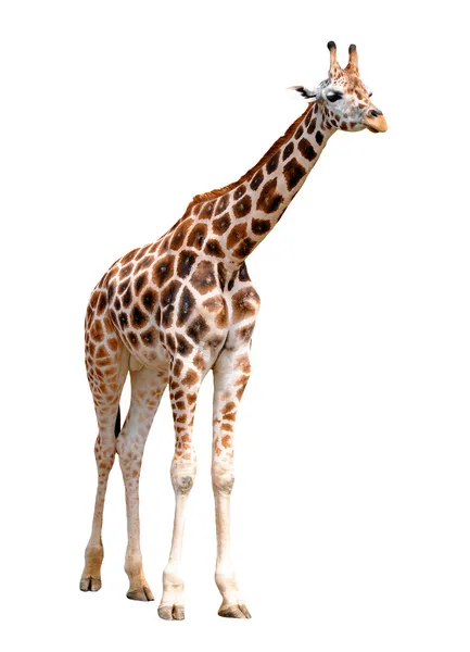 Izole zürafa — Stok fotoğraf