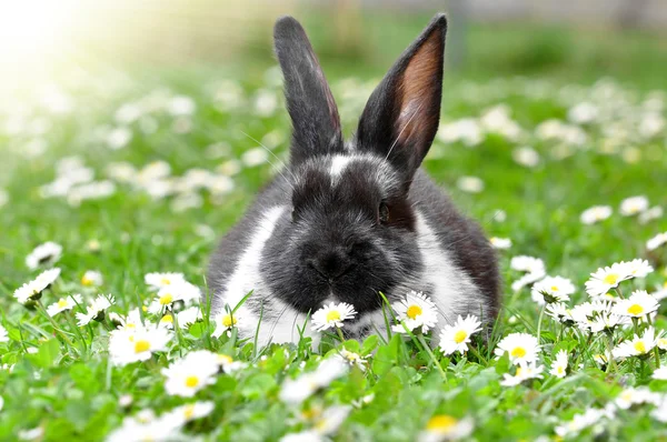 Cute Rabbit — Stock Photo, Image