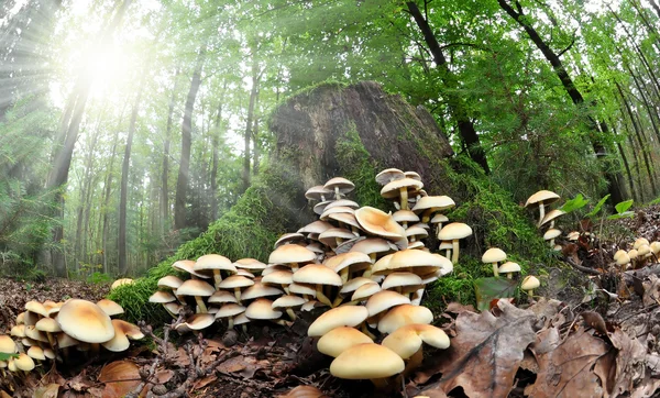 Pilz im Wald — Stockfoto