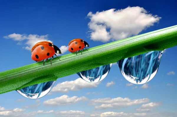 Rugiada e coccinella — Foto Stock