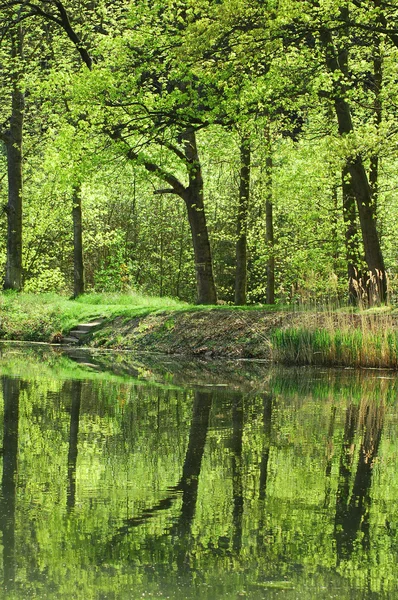 stock image Spring trees