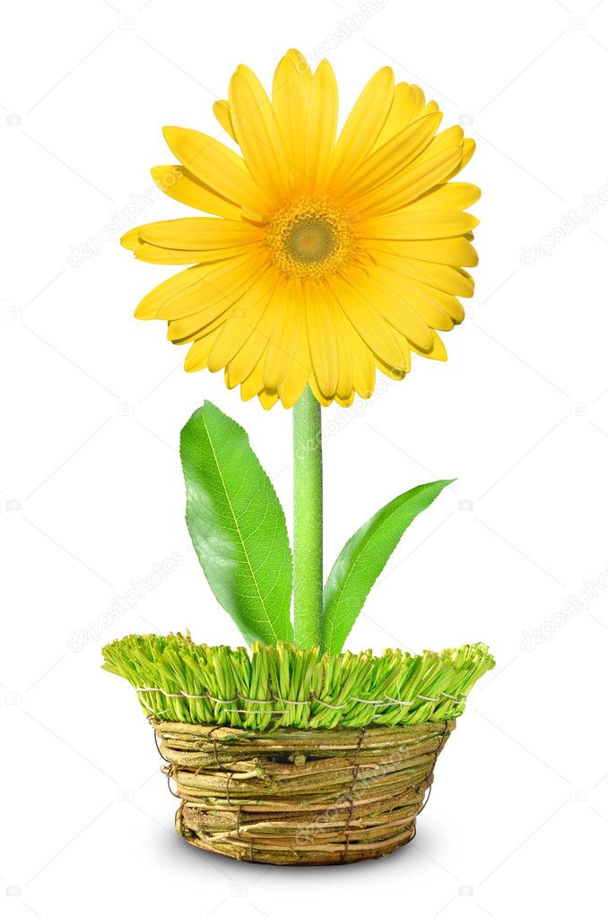 Yellow Gerbera in a decorative pot