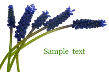 Muscari çiçekler