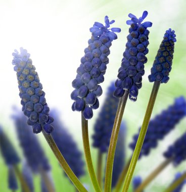 Muscari çiçekler