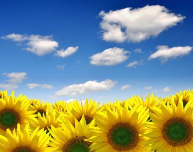 Sunflower field clipart