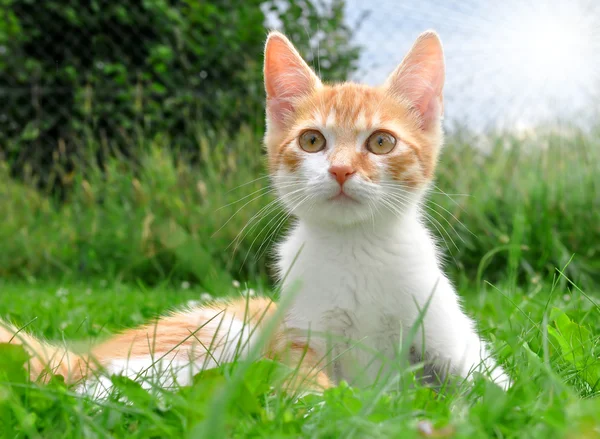 젊은 고양이 — 스톡 사진