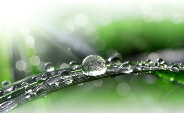 Dew drops close up — Stock Photo, Image
