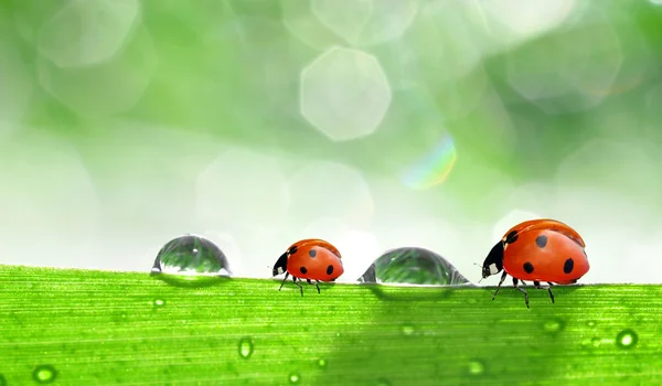 Dew and ladybird — Stock Photo, Image