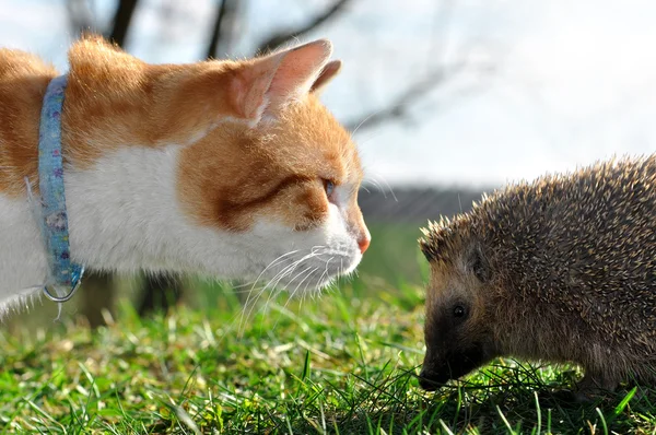 Gato e ouriço — Fotografia de Stock