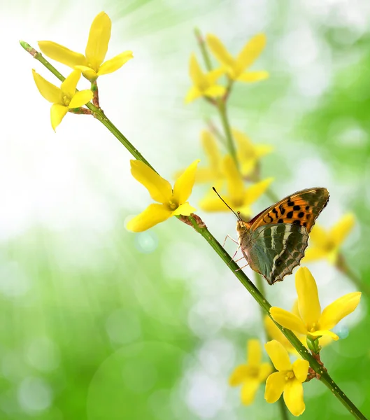 蝶とキバナフジステンド — ストック写真